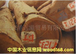 ����˹�D��ľ�� �S�u��ԭľ ���panga-panga��Ԕ����B