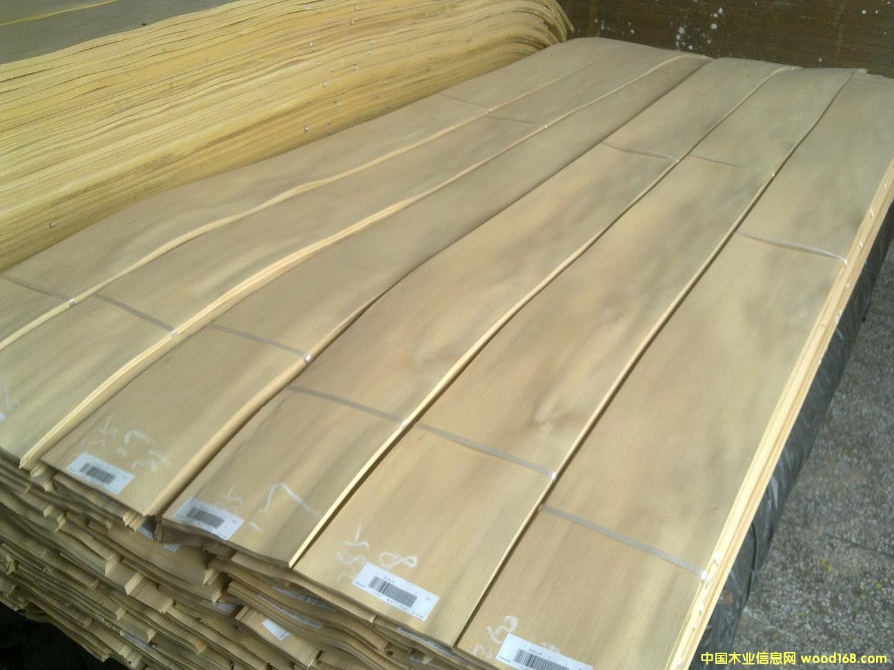 �t��ľƤ��Ԕ��(x��)��B