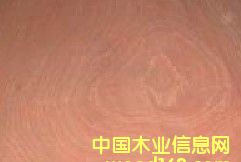 ɳ��������ľƤ��Ԕ��(x��)��B