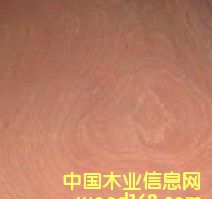 ɳ����ľƤ��Ԕ��(x��)��B