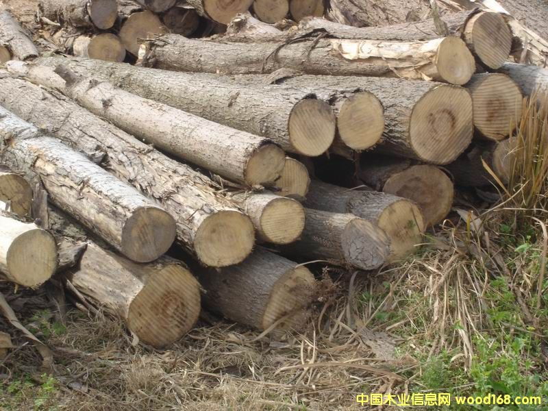 ��ľ��Ԕ����B