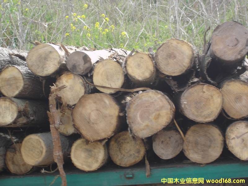 ԭľ��Ԕ����B