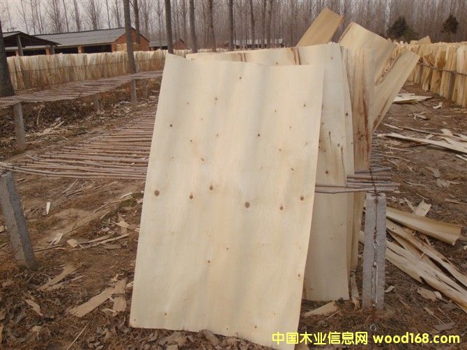 ���а�Ƥ��Ԕ����B