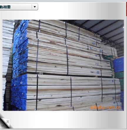 Yellow Poplar(�S�����ח����Z�������ľ����Ԕ����B