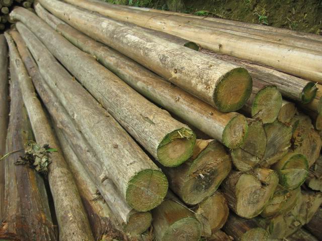 �c���鿴�V����ɫɼľԭľ�Ŵ�DƬ