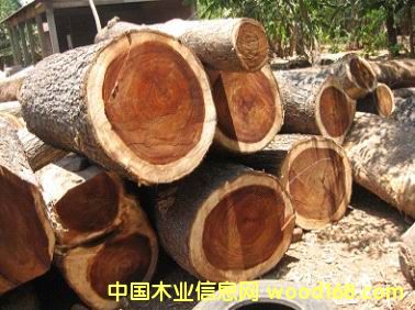 ���黨��ľ �������̴��