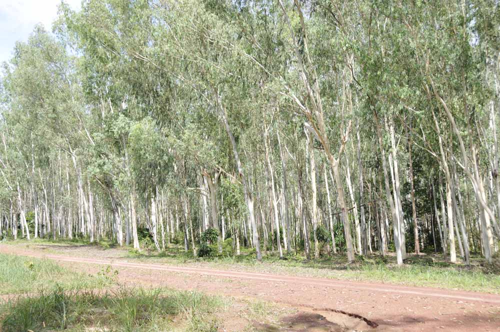 ̩��(gu��)��(y��u)�|(zh��)���(sh��)ԭľ��Ԕ��(x��)��B