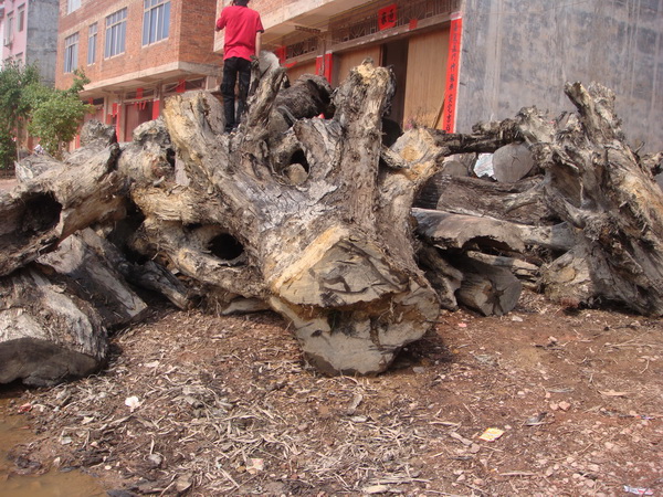 ��ľ�����Ԕ��(x��)��B