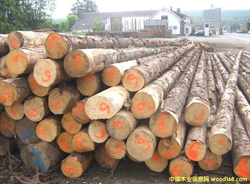 �c���鿴ľ��ԭľľ���Ŵ�DƬ