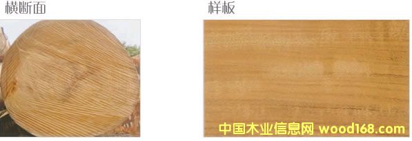 ������ľ