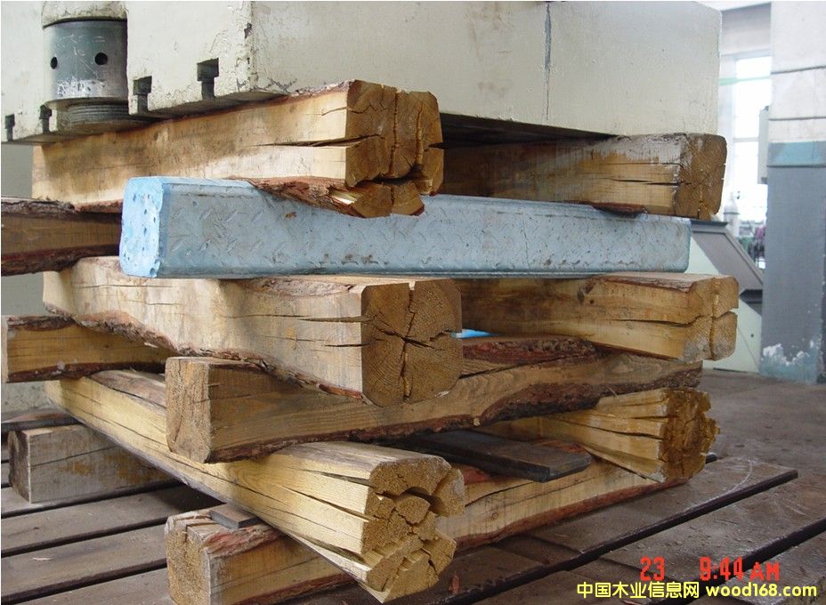 �c���鿴��ľ ��ľ�Ŵ�DƬ