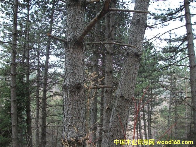 ���ɡ��Aɽ�����sľ�Ȱ�ļ�ԭľ