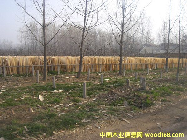 ��ľ��Ƥ��Ԕ��(x��)��B