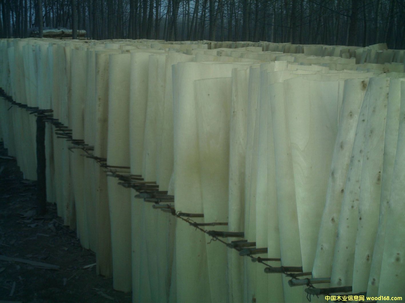 ��ľ��Ƥ��Ԕ��(x��)��B