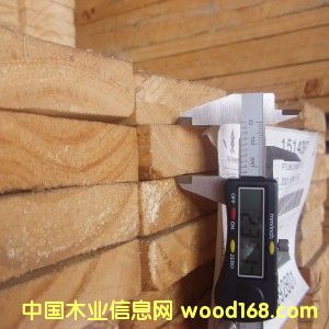 輻射松的詳細介紹