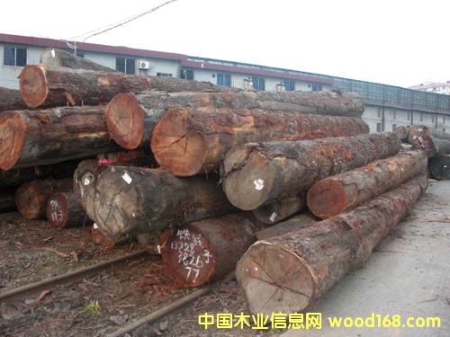 鐵線子的詳細(xì)介紹