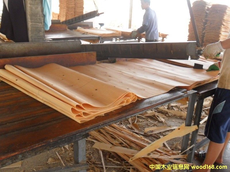 桉木單板生產(chǎn) 桉木單板生產(chǎn)