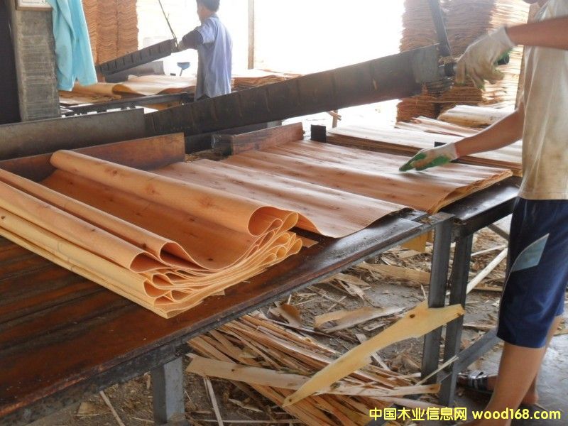 桉木單板一級 桉木單板一級