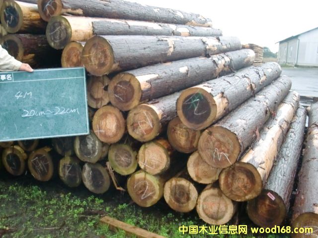 杉木的詳細(xì)介紹