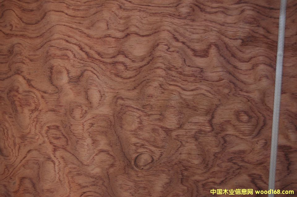 花梨亂的詳細(xì)介紹