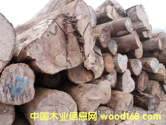 �ϓ���֦ԭľ��Ԕ��(x��)��B