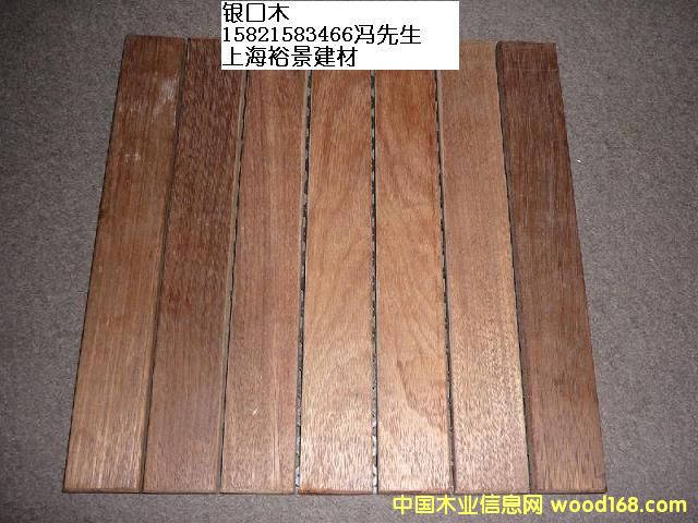 銀口木的詳細介紹