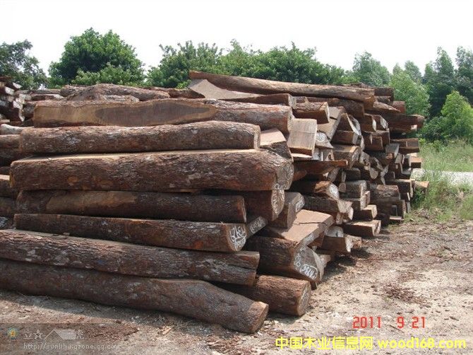 Ƥ�Ұ�ĵ�Ԕ����B