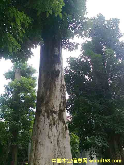 秋楓的詳細(xì)介紹