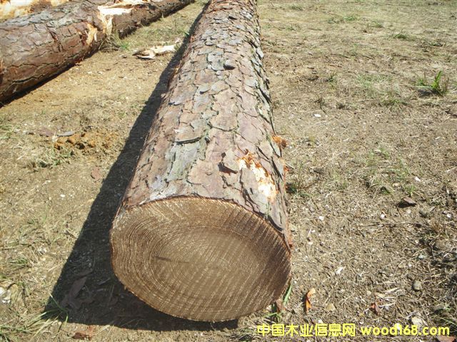 SYPԭľ��Ԕ��(x��)��B