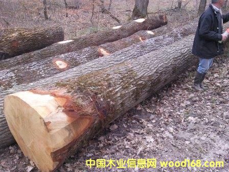 歐洲白橡木 歐洲白橡木