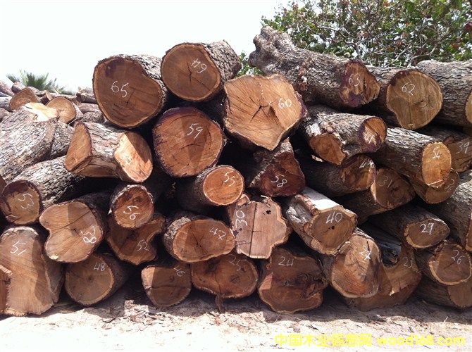 ��һ��������ԭľ