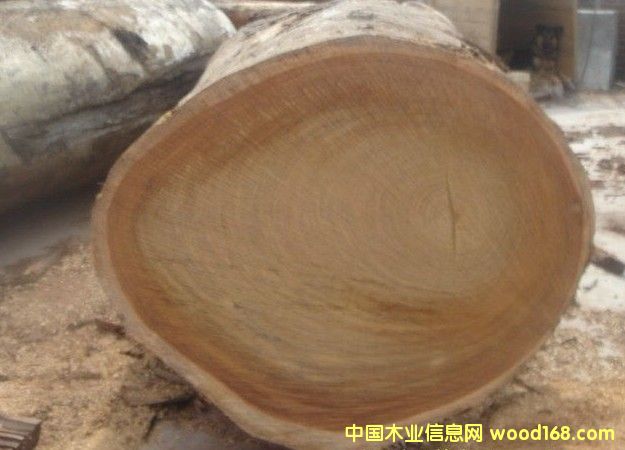 ���޲��}��������Erythrophleum---�M(j��n)�ڈ�(b��o)�P(gu��n)������Ԕ��(x��)��B