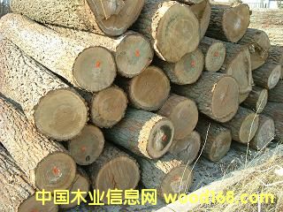 �����m��ľԭľ��Ԕ����B