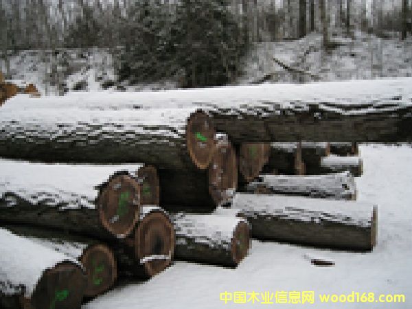 �����ں���ԭľ��Ԕ��(x��)��B