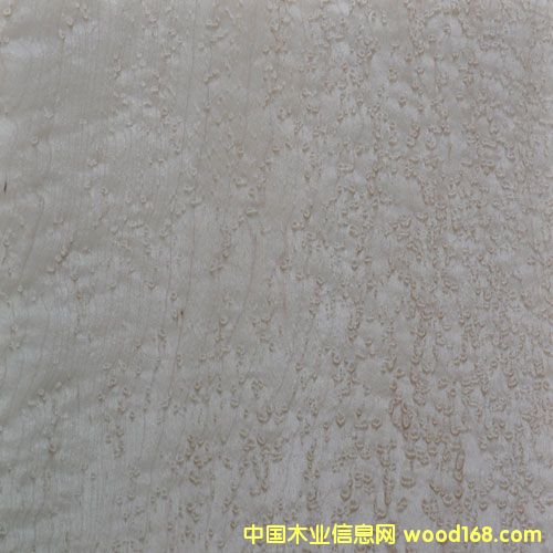 ��ľȸ��ľƤ��Ԕ��(x��)��B