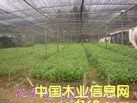 ����G����ľ��Ԕ��(x��)��B