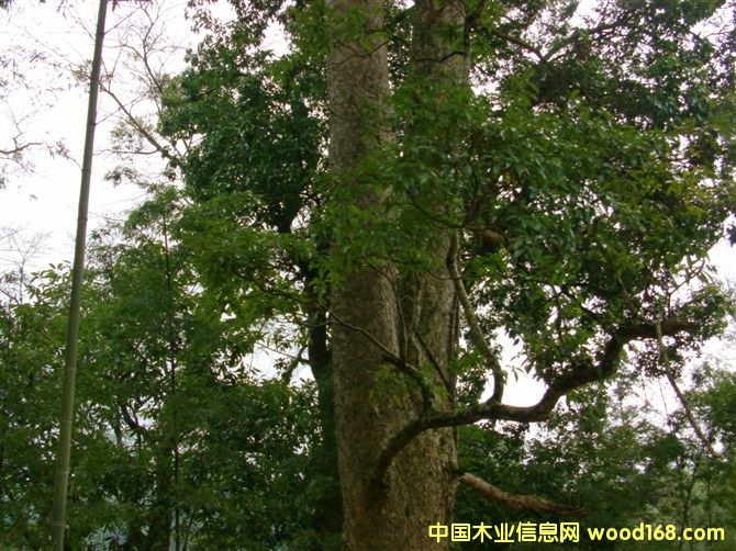 ��z�ľ��Ԕ����B