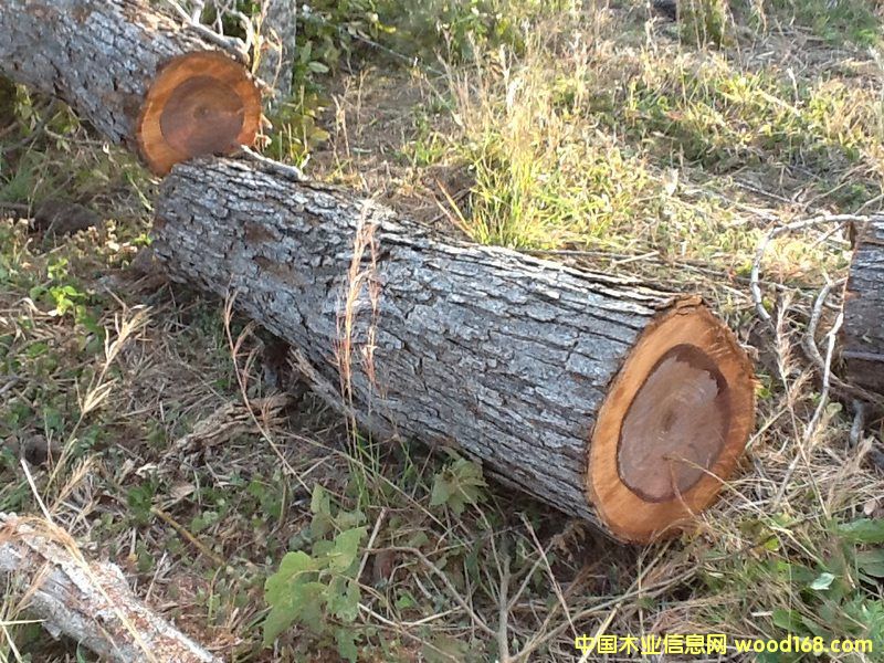 微凹黃檀 微凹黃檀