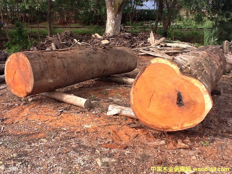 ��Ƥ���� �ذ��ütľ