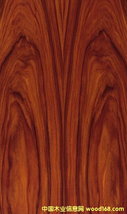 酸枝的詳細介紹