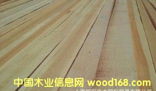 樟子松的詳細(xì)介紹