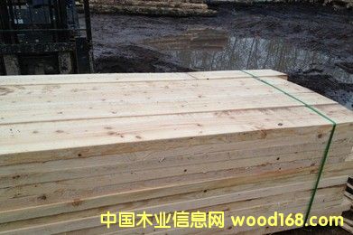 鐵杉的詳細(xì)介紹