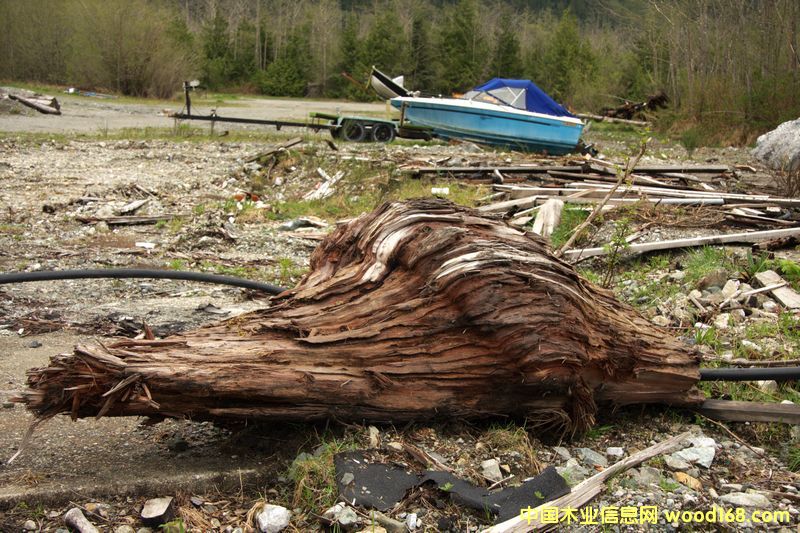紅雪松樹瘤 紅雪松樹瘤