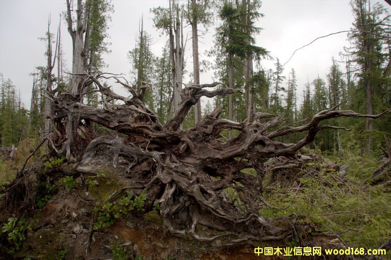 �Ř�(sh��)�^