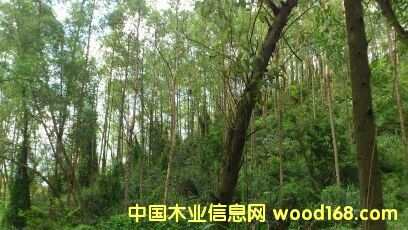 ����Ԕ��(x��)��B