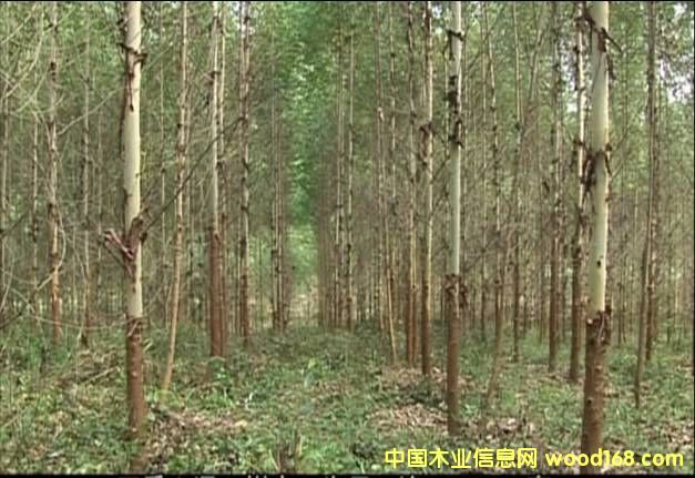 ������(y��u)�|(zh��)���ԭľ��Ԕ����B