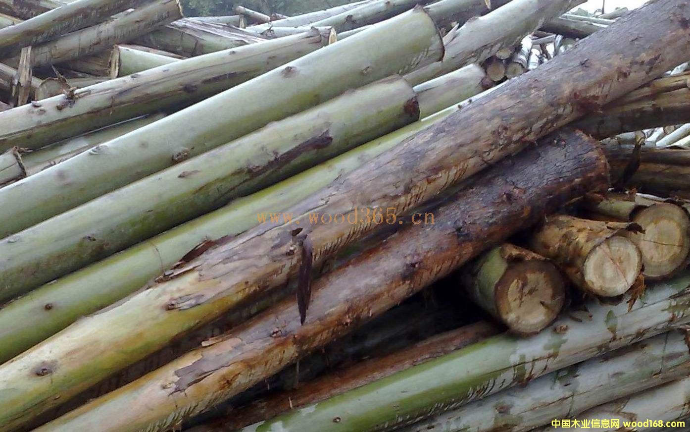 ������(y��u)�|(zh��)���ԭľ��2��β��6CM�𣩵�Ԕ����B