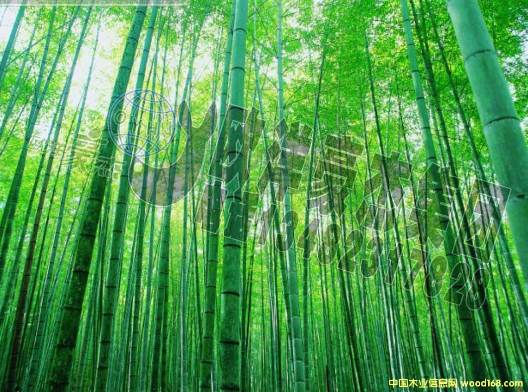 [��] �F��3000��ë�񹩑� ��� �����