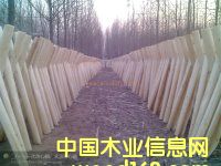 ��ľ��Ƥ��Ԕ����B