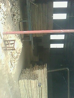 松木的詳細(xì)介紹